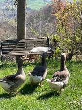 OCA DI TOLOSA Uova Feconde