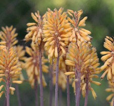 Aloe camperi SEEDS -  - SEMI
