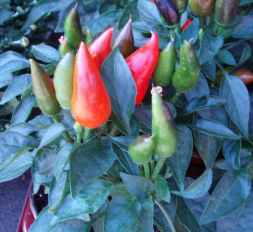 Peperoncino ornamentale - peperoncino,