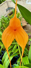 Masdevallia Big Orange NEW pianta vigorosa orchidee Dracula