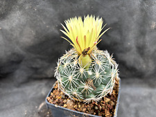 CORYPHANTHA SCHWARTZIANA VIVAIO IL GIARDINO DI MAYA CACTUS PIANTE Y34