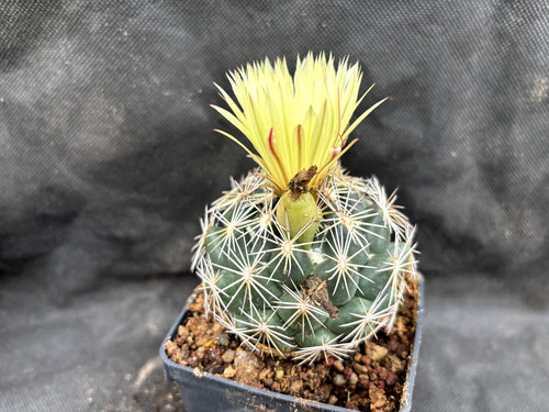 Coryphantha schwartziana - coryphantha,