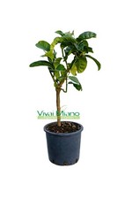 Pianta di Cedro Mano di Budda