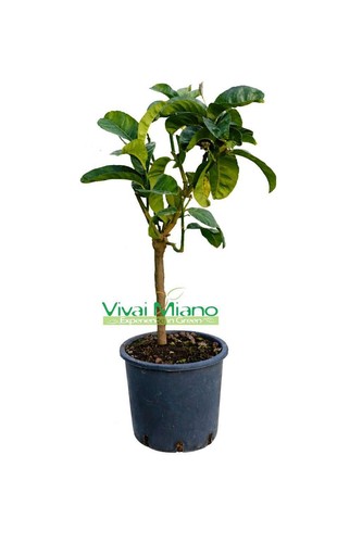 Pianta cedro mano budda - cedro,