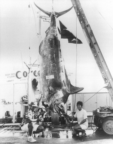 Maestoso marlin blu foto - marlin, blu.