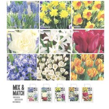 Bulbi mix floreale tulipani