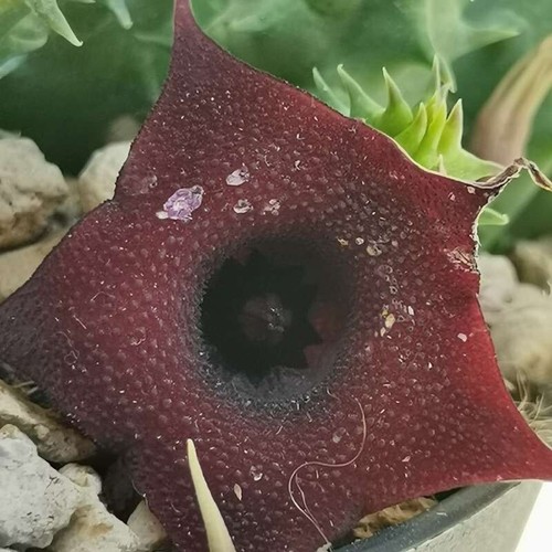 Una talea senza - talea, huernia
