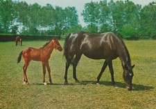 C4 - Cp Cartolina  Fotografica Cavalla con Puledro -  Fg Nvg