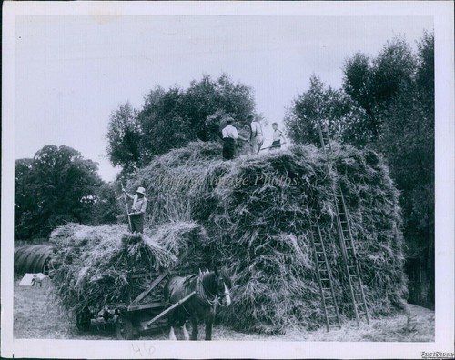 1949 lavoratori pila - lavoratori, grano
