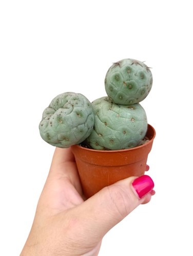 Tephrocactus geometricus