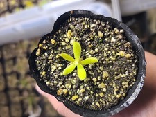 pinguicula gigantea x