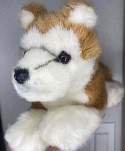 Lupo husky shiba - inu, cucciolo