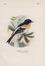 Bergfink Fringilla Montifringilla Frosone Comune Coccothraustes Farbdrucke Di