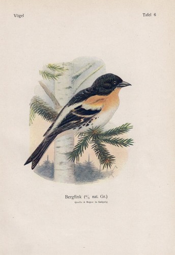 Bergfink fringilla - bergfink,