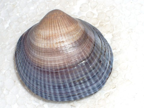 Glycymeris nummaria dark - glycymeris,