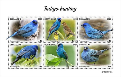 Indigo bunting birds cardinal - bunting,