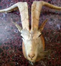 TESTA IMBALSAMATA CAPRONE