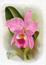 BOTANICA - Cattleya Labiata - cromolitografia originale, c 1905, Robert Thompson