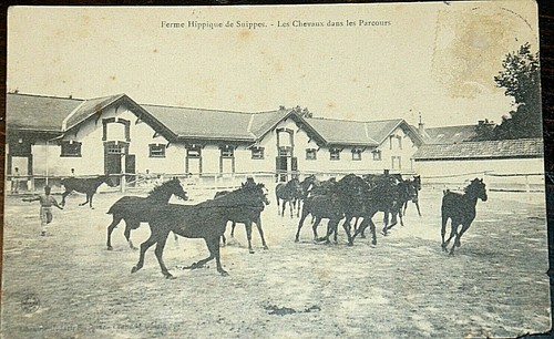 52402 fattoria ippica di - 52402,