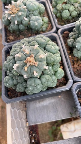 Pianta cactus succulenta - di,