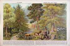 "La foresta" - Tavola in