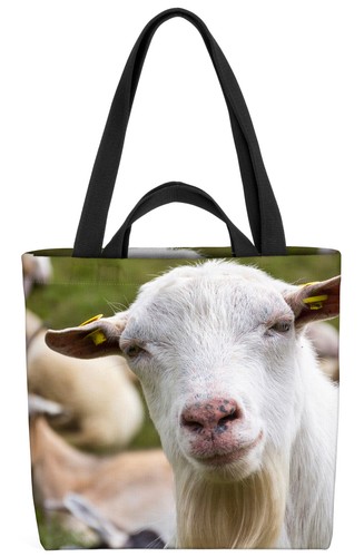 Capra pecore italia - capra,