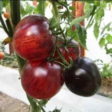 30 SEMI DI POMODORO REGINA DI