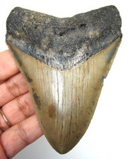 MEGALODONTE DENTE DI SQUALO