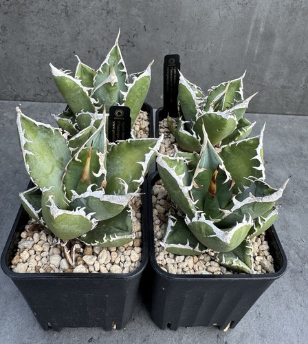 Agave titanota sad - agave,