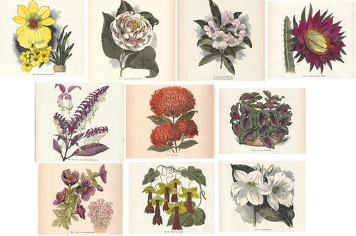 Stampe antiche botanica - , lotto