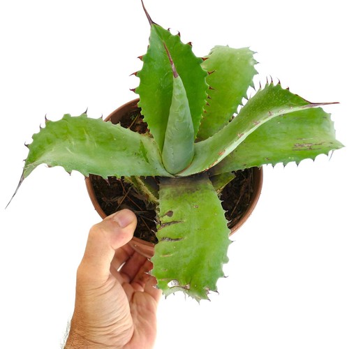 Agave ovatifolia bovicornuta - ovatifolia, x