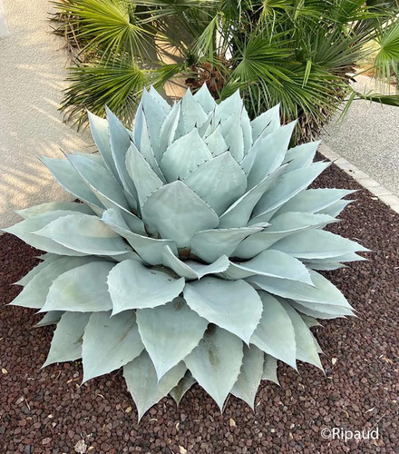 Agave ovatifolia seeds - agave,
