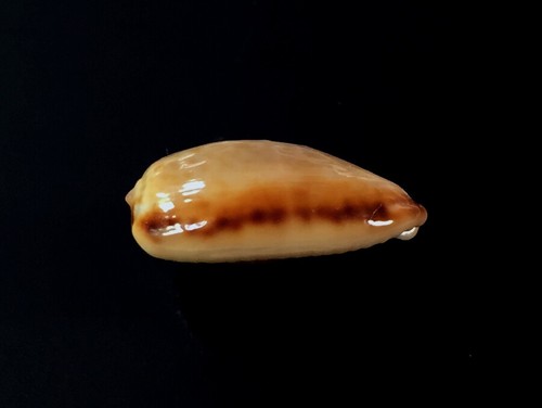 Cypraea chinensis