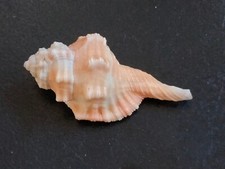 Conchiglia Shell Cymatium RANULARIA TESTUDINARIA  mm 57,1  Filippine