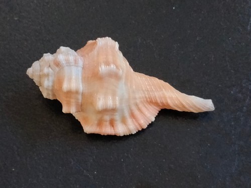Conchiglia shell cymatium - conchiglia,