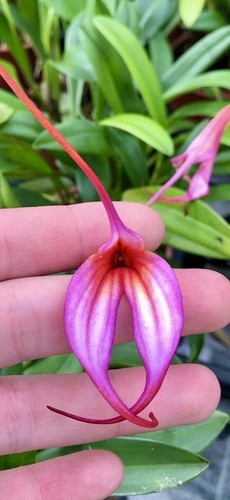 Masdevallia violett dream new - dream,