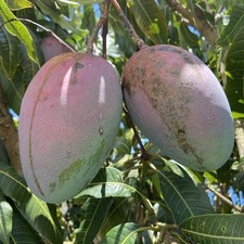 PIANTA DA FRUTTO TROPICALE