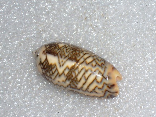 Oliva elegans wooooow - elegans,