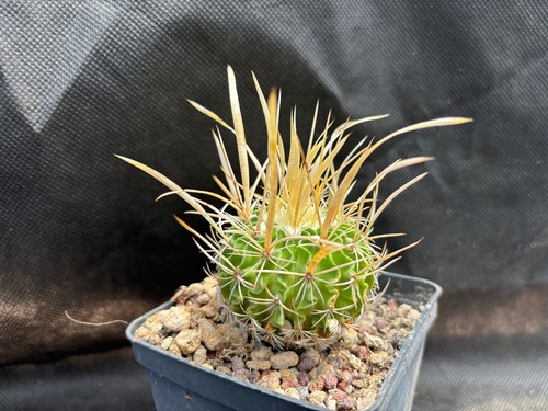 ECHINOFOSSULOCACTUS