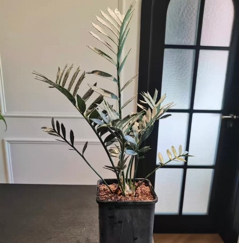 Encephalartos horridus - 3,3,