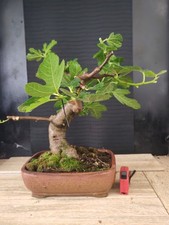 bonsai di fico  h 47 cm visita