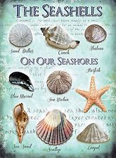 Conchiglie On Our Seashores Grande Acciaio Insegna 400mm x 300mm