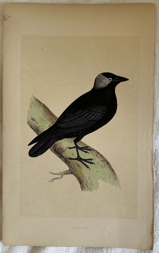 Jackdaw taccola uccelli - jackdaw,