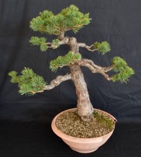 BONSAI DI PINO PINUS