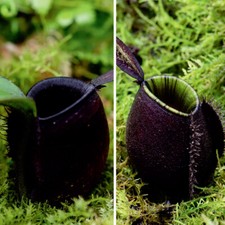 Nepenthes🌱(Ampullaria Black