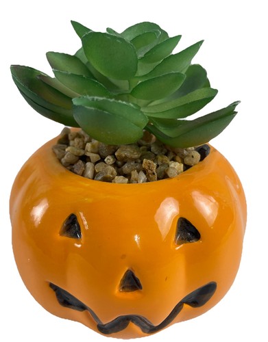 Walgreens esclusiva zucca - walgreens,