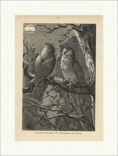 Un quadro notturno dal bosco