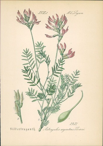 Chromolithographie - ,