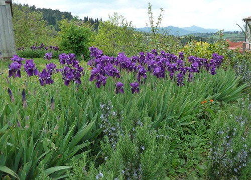 Rizomi iris germanica - 50,