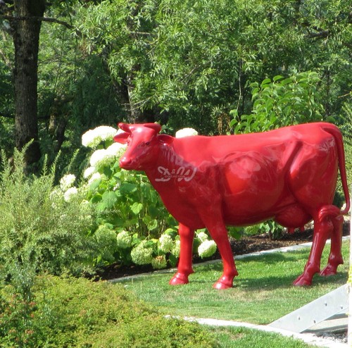 Cucca zenzi grandezza - cucca, naturale